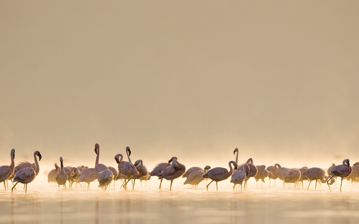 A flock of flamingos stand in shallow water at sunrise.