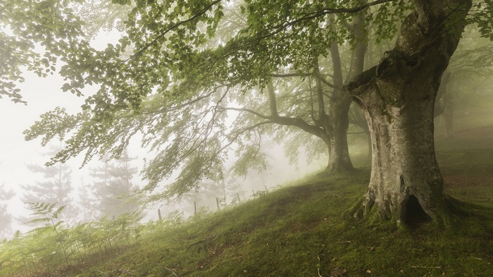 Misty forest with large trees and ferns