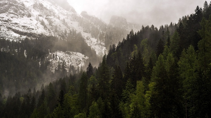 Misty forest on a snowy mountain slope