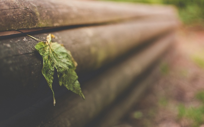 A single green leaf rests on weathered wooden logs