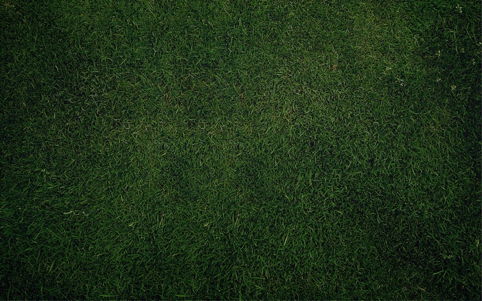 Green grass texture