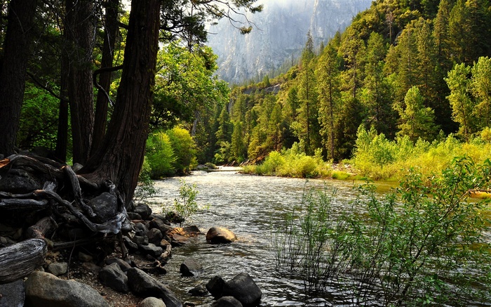 River flowing through a forest with mountains in the background