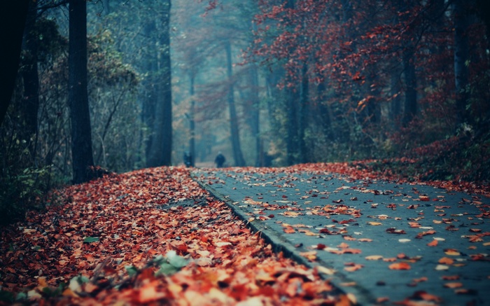 Road covered in autumn leaves in a forest