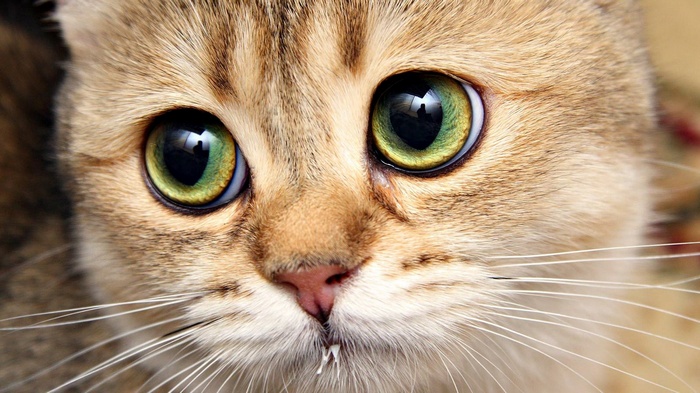 Close-up of a cat's face with large green eyes