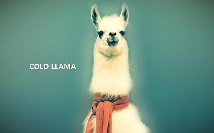 Cold Llama with Orange Scarf