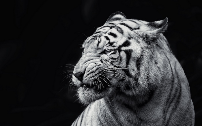 Monochrome portrait of a white tiger
