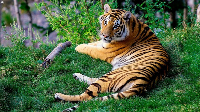 Tiger resting on a grassy hill