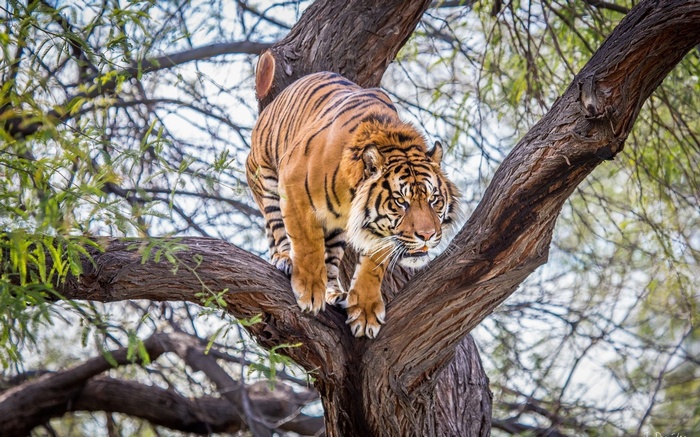 Tiger climbing on a tree