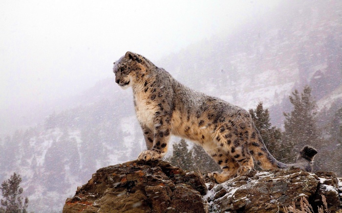 Snow leopard standing on a rocky outcrop in snow