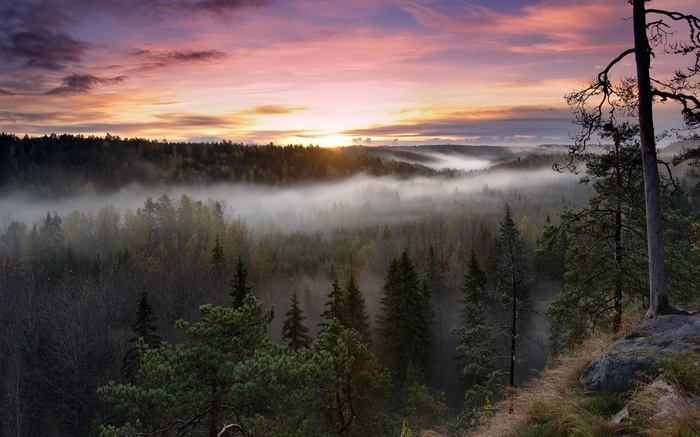 Misty forest landscape at sunset with colorful sky