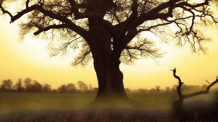Silhouette of a large tree against a yellow sky