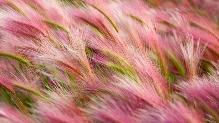 Close-up of pink and green foxtail grass