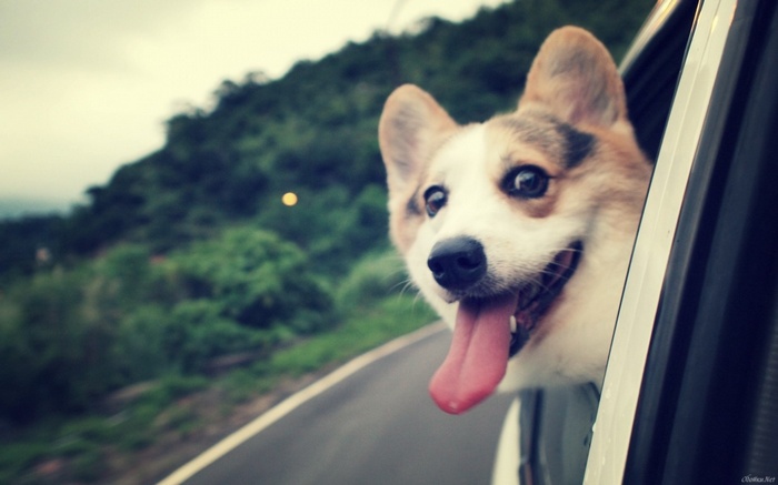 Corgi dog sticking its head out of a car window