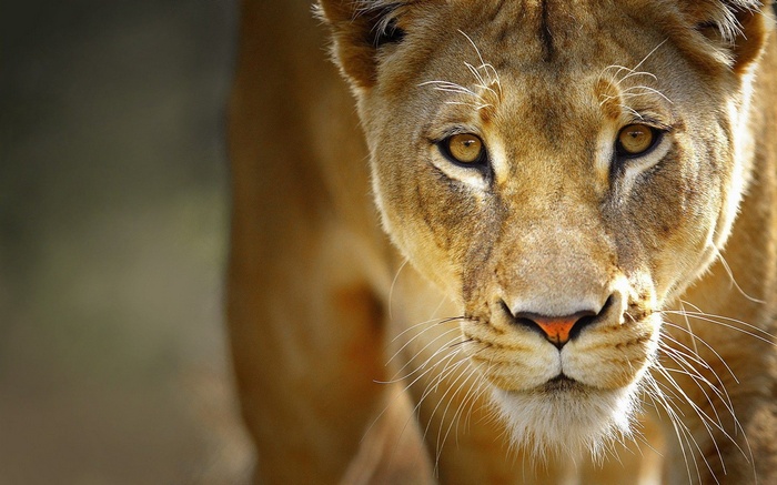 Close-up of a lioness with yellow eyes