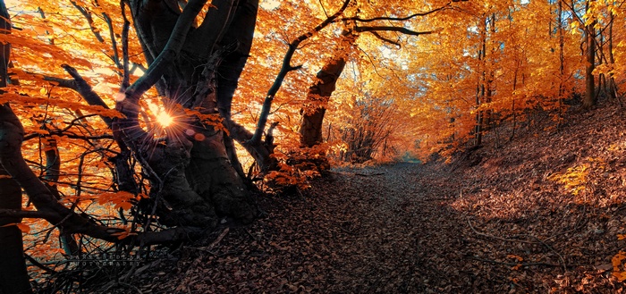 Sunlight shining through autumn trees in a forest