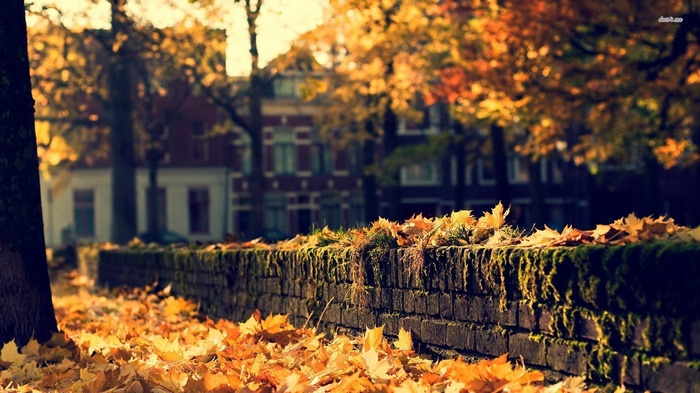 Autumn leaves on a brick wall with buildings in the background