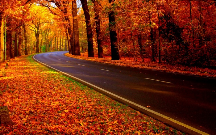 Road through a forest in autumn
