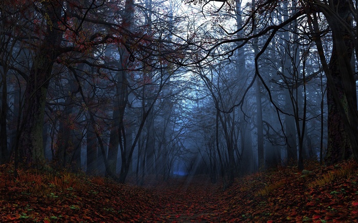 A dark, foggy forest path in autumn