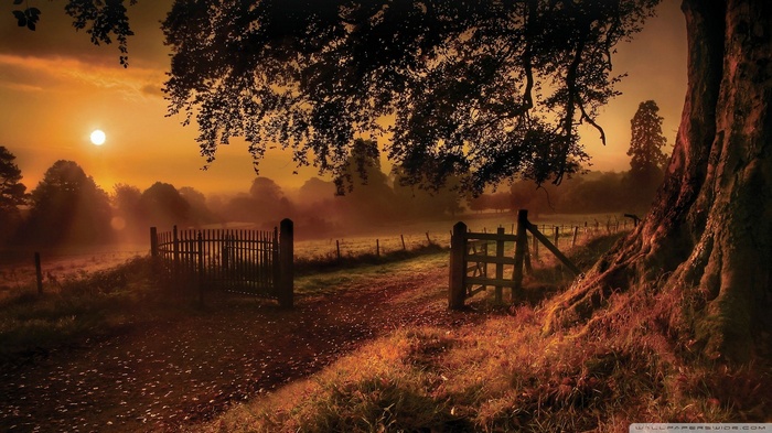 Autumn landscape with a sunset and a large tree