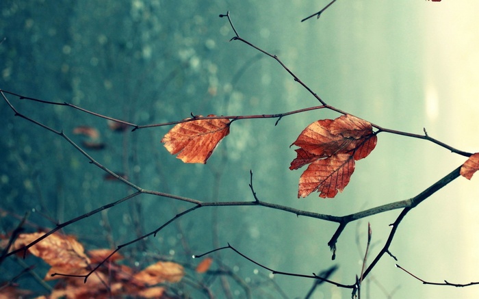 Autumn leaves on bare branches with shallow depth of field