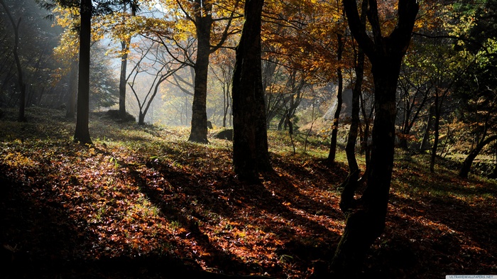 Forest floor covered in fallen leaves with sunlight filtering through trees
