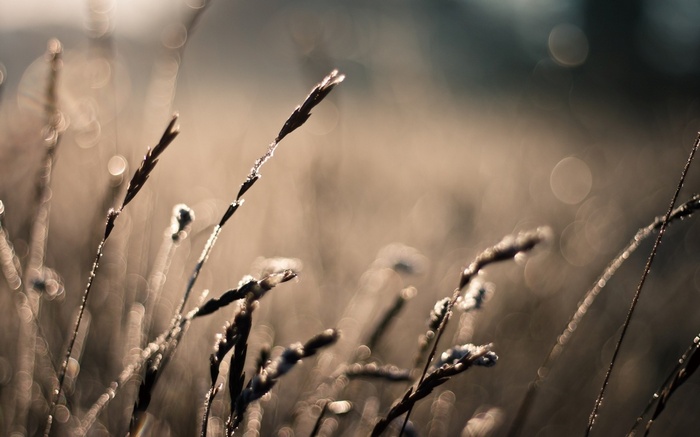 Macro shot of frosted grass in a field
