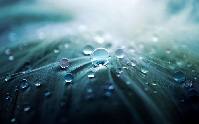 Macro view of water drops on a feather