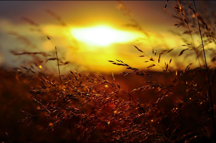 Golden Hour Sunset Over Grass Field
