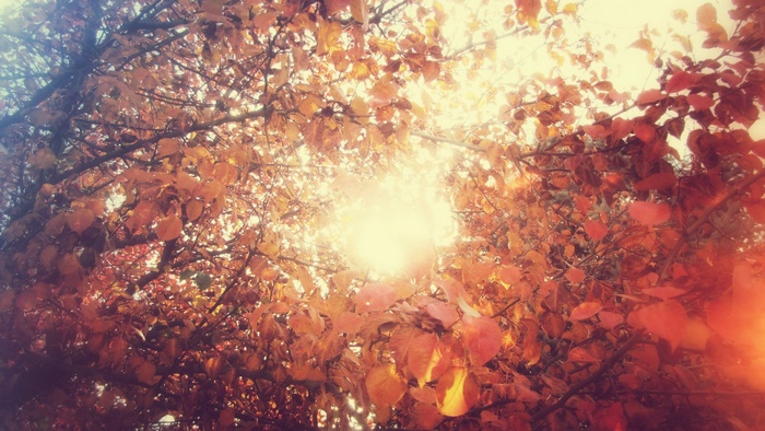 Sunlight filtering through autumn leaves on trees