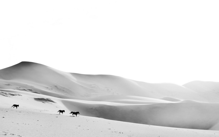 Horses running across sand dunes in a monochrome desert landscape