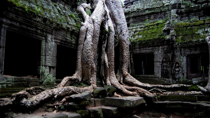 Ta Prohm Temple Ruins with Giant Tree Roots in Cambodia