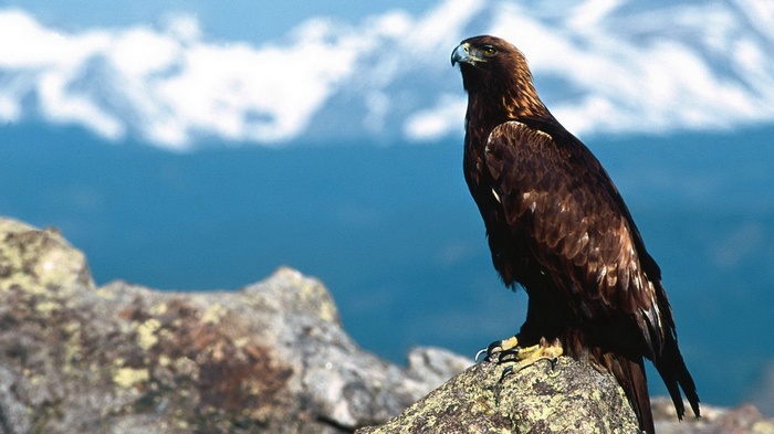 Golden eagle perched on a rock in the mountains