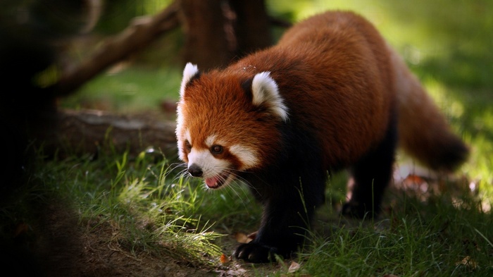 A red panda walks through green grass