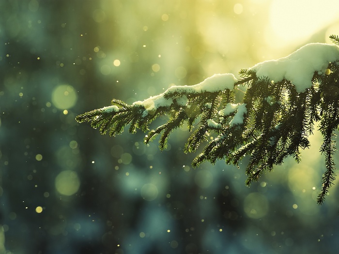 Snow-covered pine branch with bokeh