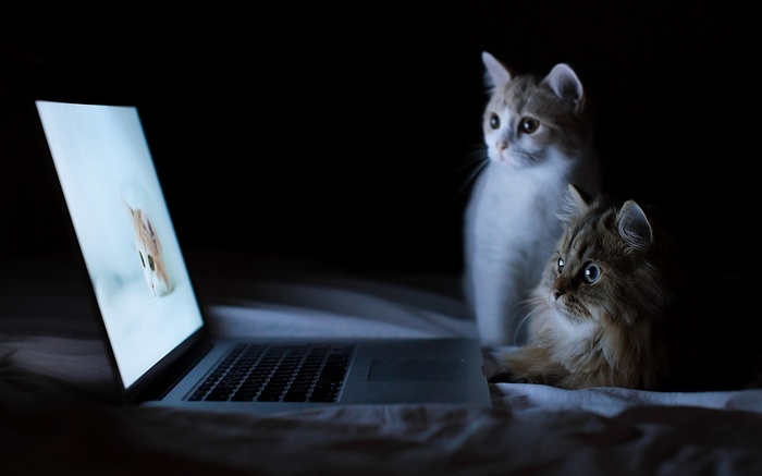 Two cats watch a laptop screen in the dark