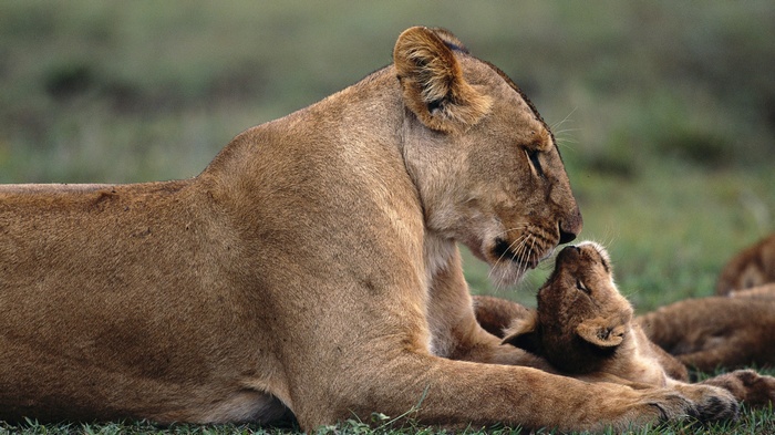 Lioness and cub in a grassy field