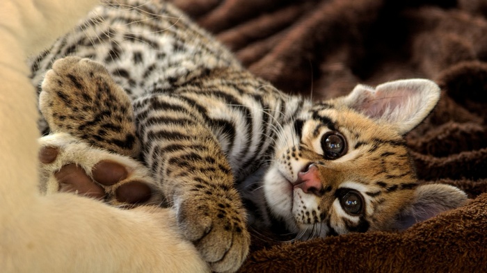 Baby ocelot kitten resting on soft blankets