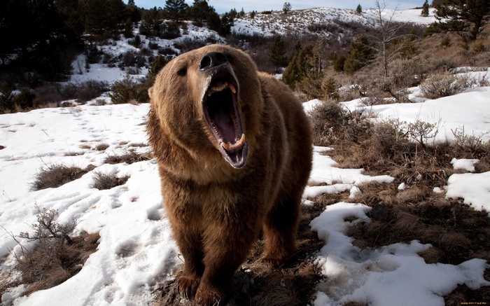 Grizzly Bear Yawning in Snowy Landscape