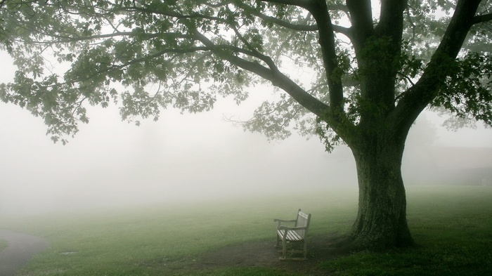 A park bench under a large tree on a foggy day