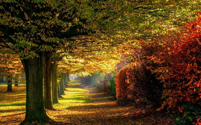 Autumn park with trees and fallen leaves