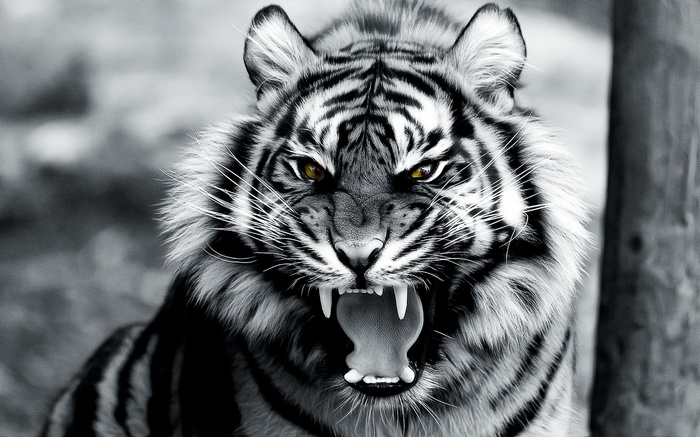Close-up of a roaring tiger