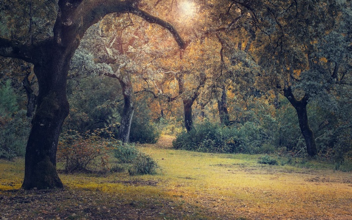 Sunlight filtering through trees in a forest