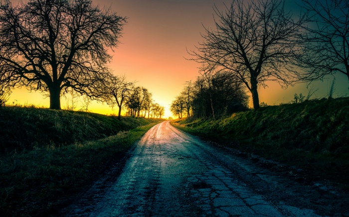 A wet road through a landscape with trees at sunset