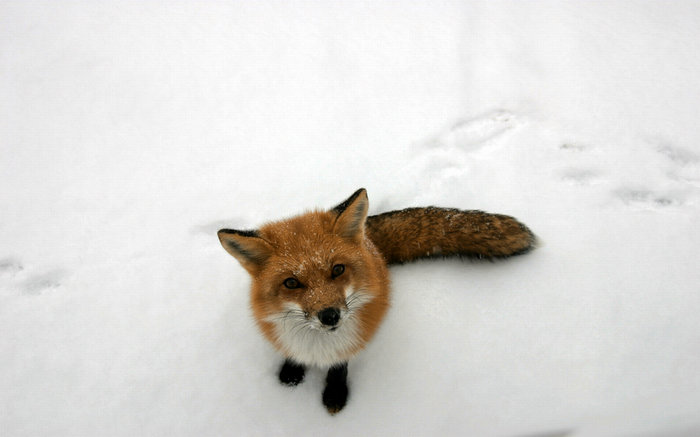 A curious fox in the snow