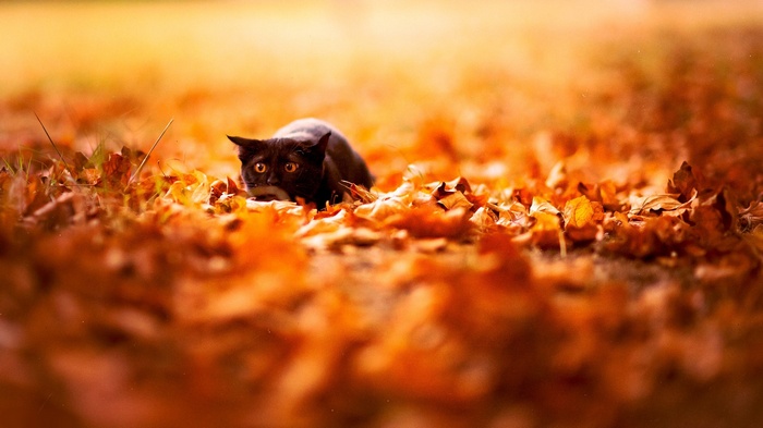 Black cat crouching in autumn leaves