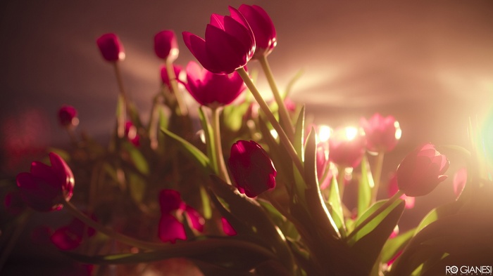 Pink tulips illuminated by sunlight