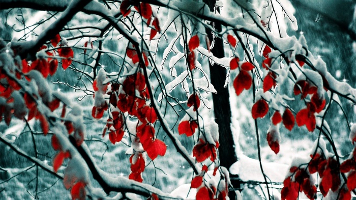 Red leaves on snow-covered branches in winter