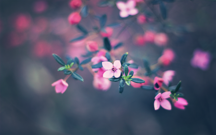 Pink flowers with shallow depth of field