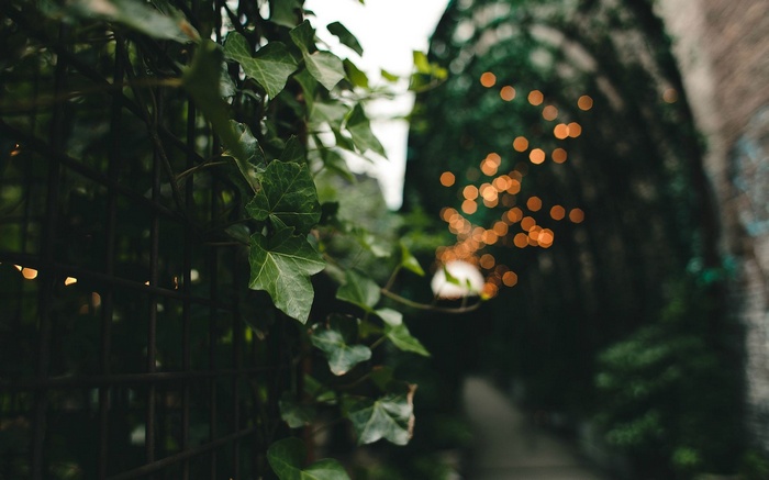 Green ivy leaves on a fence with bokeh lights