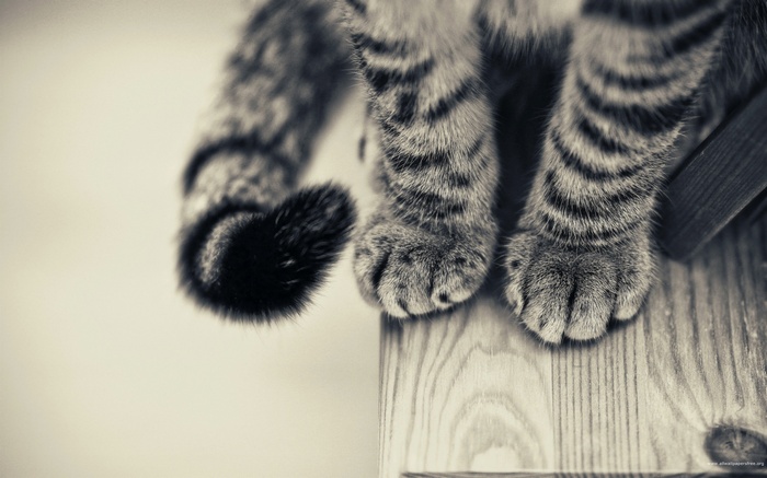 Monochrome close-up of a cat's paws and tail